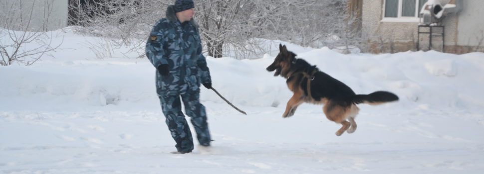 Что умеют служебные собаки Кудымкарского СИЗО