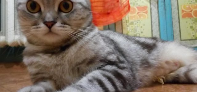 Март, коты, проблемы: как подготовить питомца к кастрации (спойлер: о кошечках расскажем тоже)