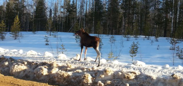 В Коми округе разыскивают браконьеров, которые издевались над лосихой