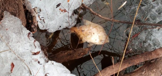 На реке Иньва, участок которой был спрямлен, всплыла дохлая рыба
