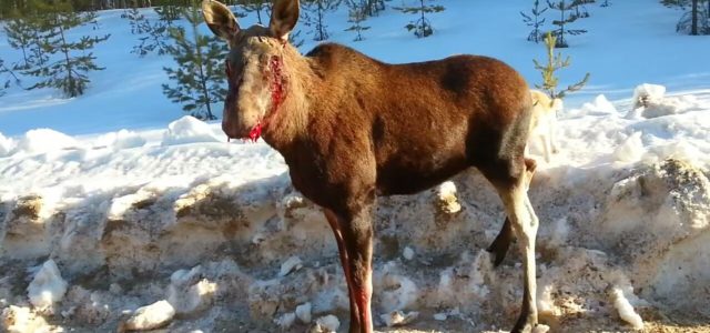 Дело браконьеров, убивших беременную лосиху в Гайнском районе, передали в суд
