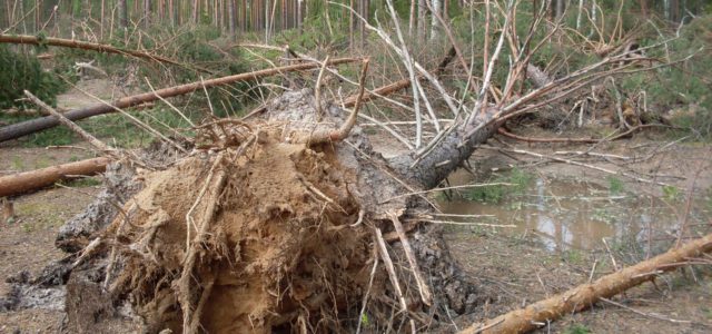 «Это был самый сильный смерч в Прикамье за последние 35 лет»