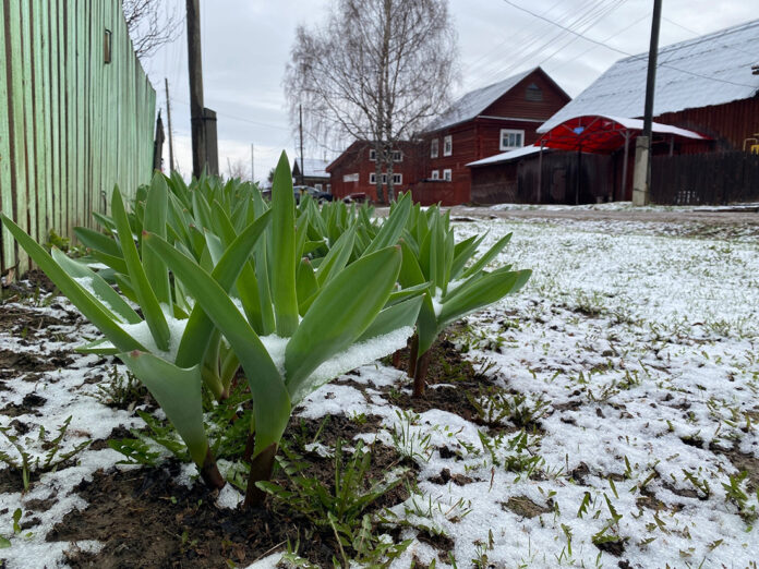Снег апрель