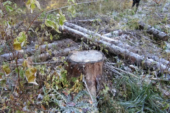 срубленный лес в Юсьвинском округе