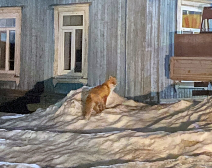 лиса в кудымкаре