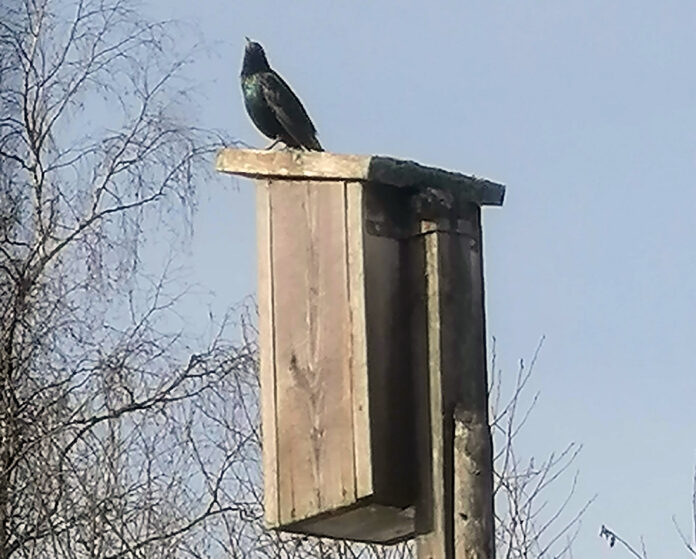 Скворец