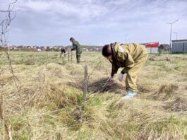В 12-м микрорайоне Кудымкара посадили 20 новых деревьев