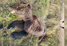 В Косинском районе застрелили медведя
