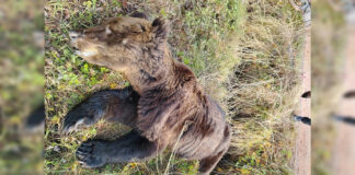 В Косинском районе застрелили медведя